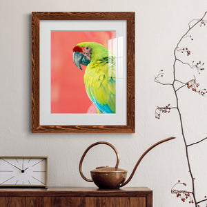 Green Macaw - Barnwood