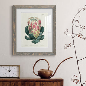 Protea N83 - Barnwood Framed Art Print