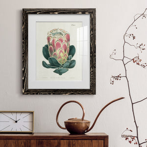 Protea N83 - Barnwood Framed Art Print