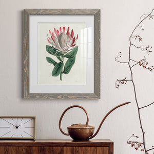 Protea N13 - Barnwood Framed Art Print