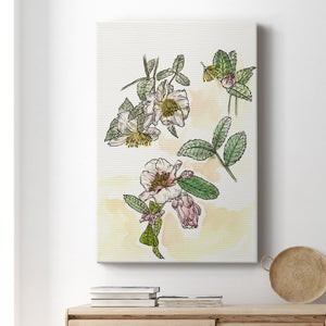 Camellia Study - Canvas Art Print