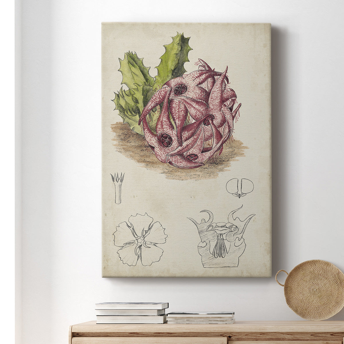 Antique Cactus III Premium Gallery Wrapped Canvas - Ready to Hang