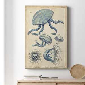 Lamarck Medusa II - Canvas Art Print