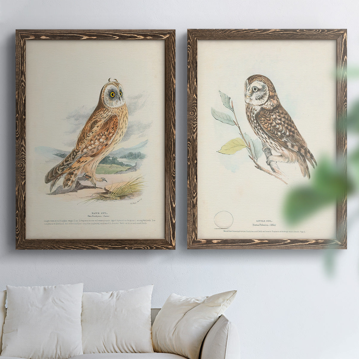 Hawk Owl - Premium Framed Canvas 2 Piece Set - Ready to Hang