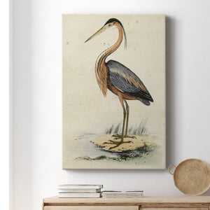 Antique Heron II Premium Gallery Wrapped Canvas - Ready to Hang