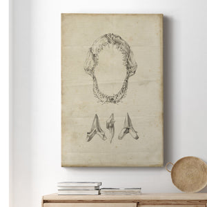 Shark Study I - Canvas Art Print
