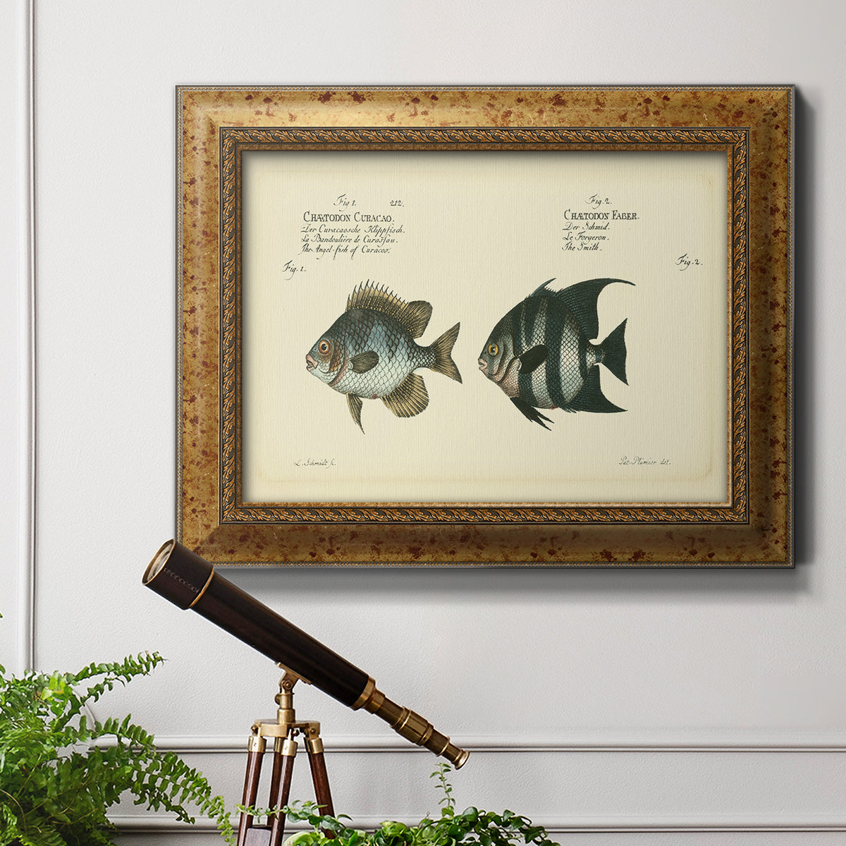 Bloch Antique Fish II Premium Framed Canvas- Ready to Hang