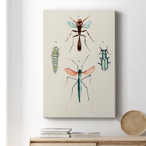 Insect Varieties III - Canvas Art Print