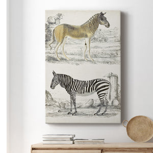 Journal of Natural History I - Canvas Art Print