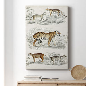 Journal of Natural History II - Canvas Art Print