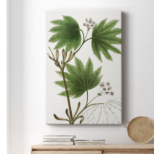 Broad Leafed Maple Premium Gallery Wrapped Canvas - Ready to Hang