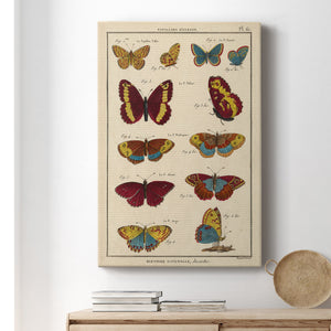 Histoire Naturelle Butterflies IV - Canvas Art Print