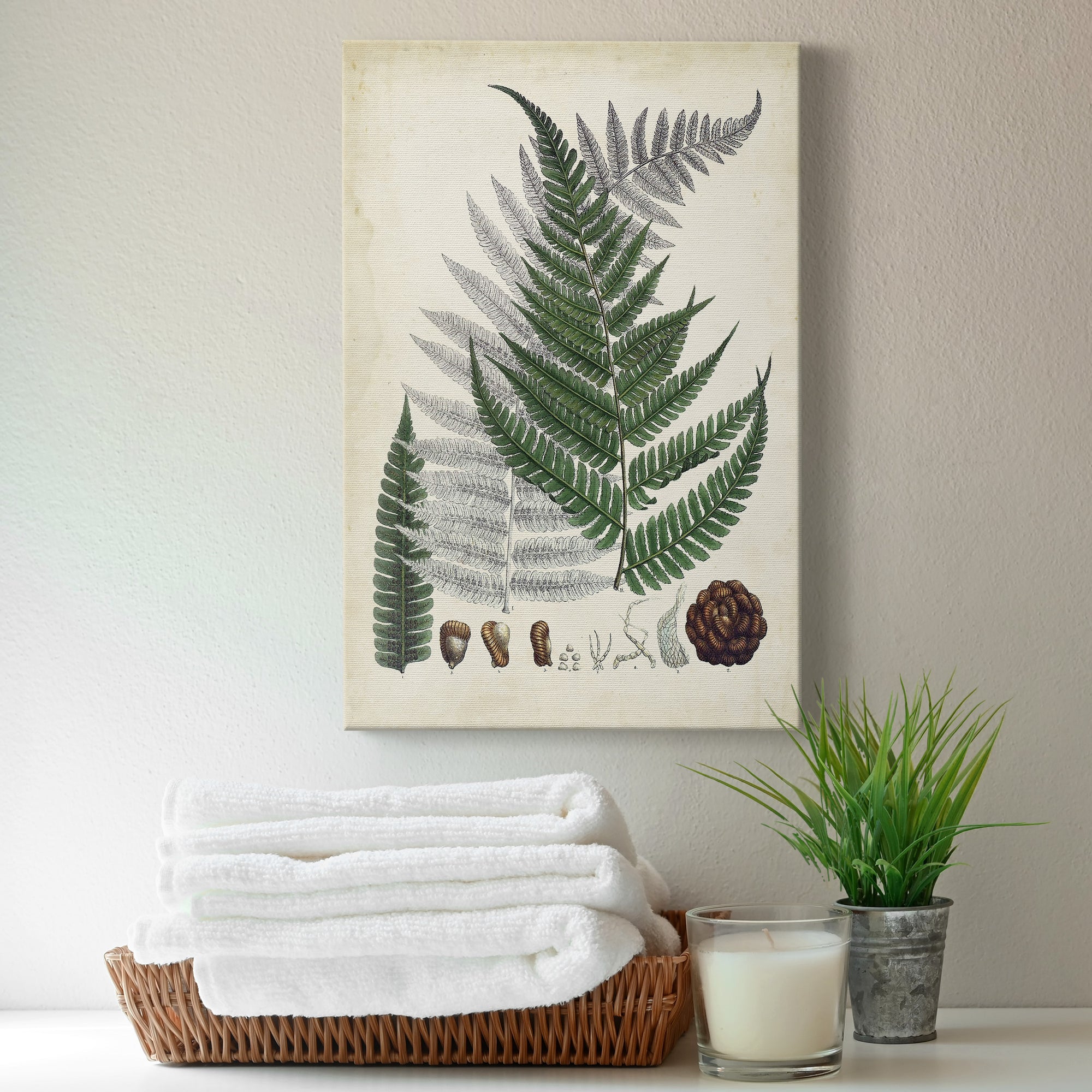 Collected Ferns II Premium Gallery Wrapped Canvas - Ready to Hang