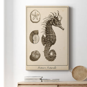Seahorse Study I - Canvas Art Print