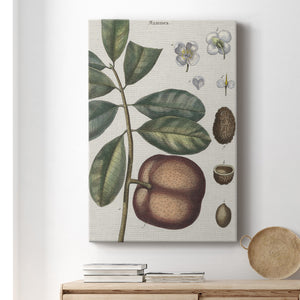 Exotic Botanique IV - Canvas Art Print
