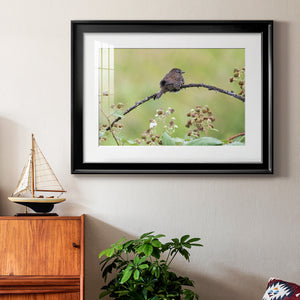 Resting Sparrow - Modern Framed Art Print