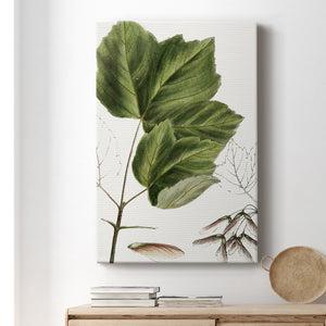 Drummond's Maple - Canvas Art Print