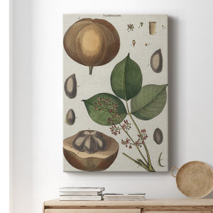 Exotic Botanique III - Canvas Art Print