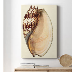 Splendid Shells II Premium Gallery Wrapped Canvas - Ready to Hang