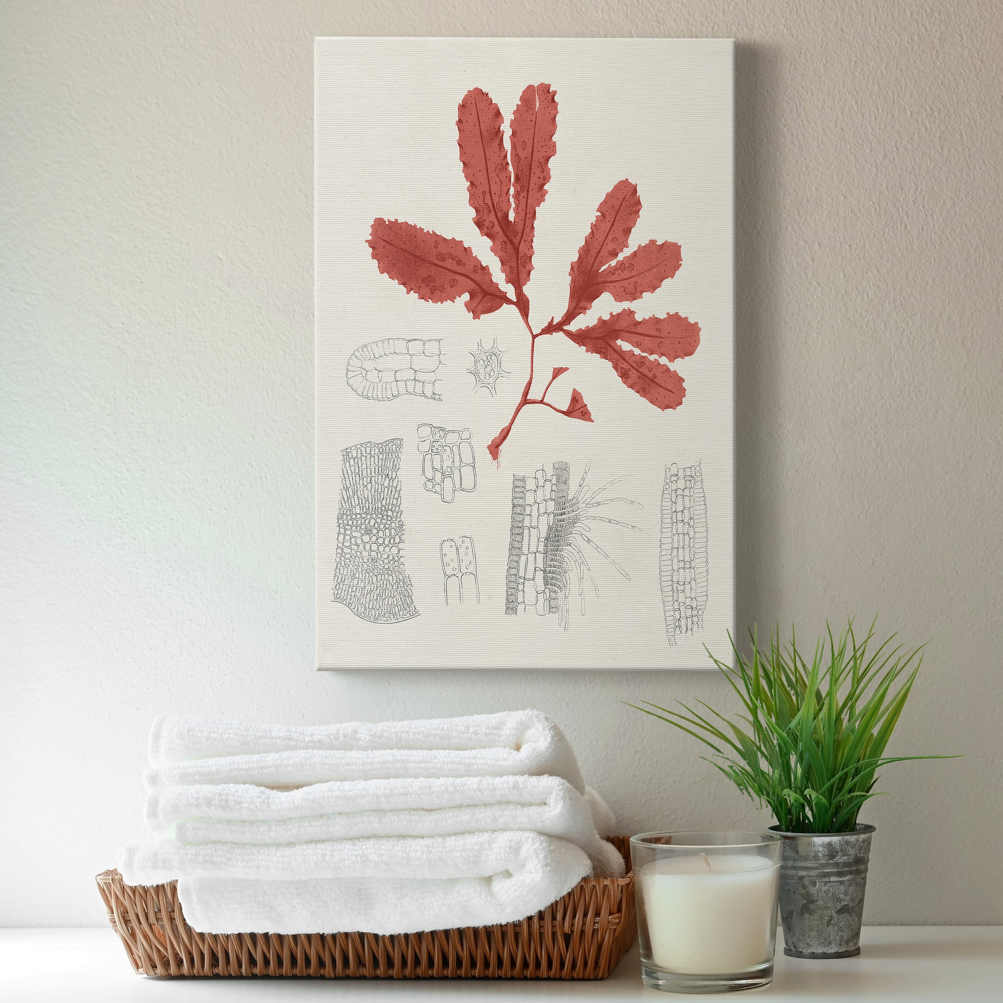 Vintage Coral Study II Premium Gallery Wrapped Canvas - Ready to Hang