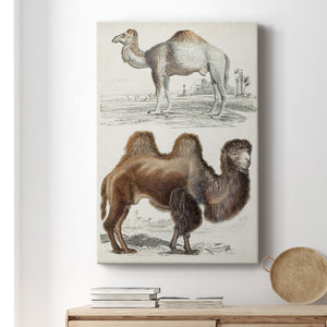 Journal of Natural History III - Canvas Art Print