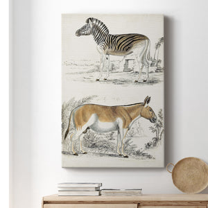 Journal of Natural History V - Canvas Art Print