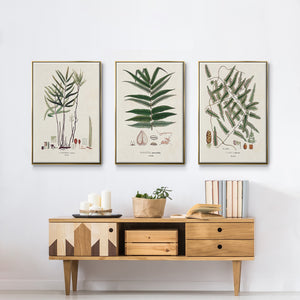Botanical Society Ferns X - Framed Premium Gallery Wrapped Canvas L Frame 3 Piece Set - Ready to Hang