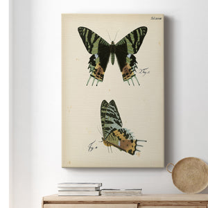 Butterfly Profile IV - Canvas Art Print