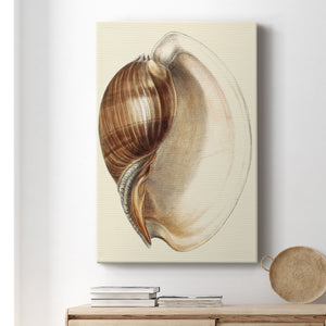 Splendid Shells III Premium Gallery Wrapped Canvas - Ready to Hang