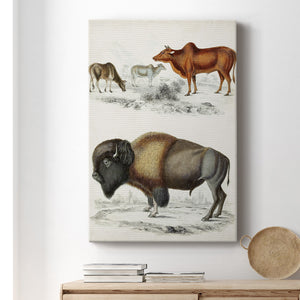 Journal of Natural History VII - Canvas Art Print