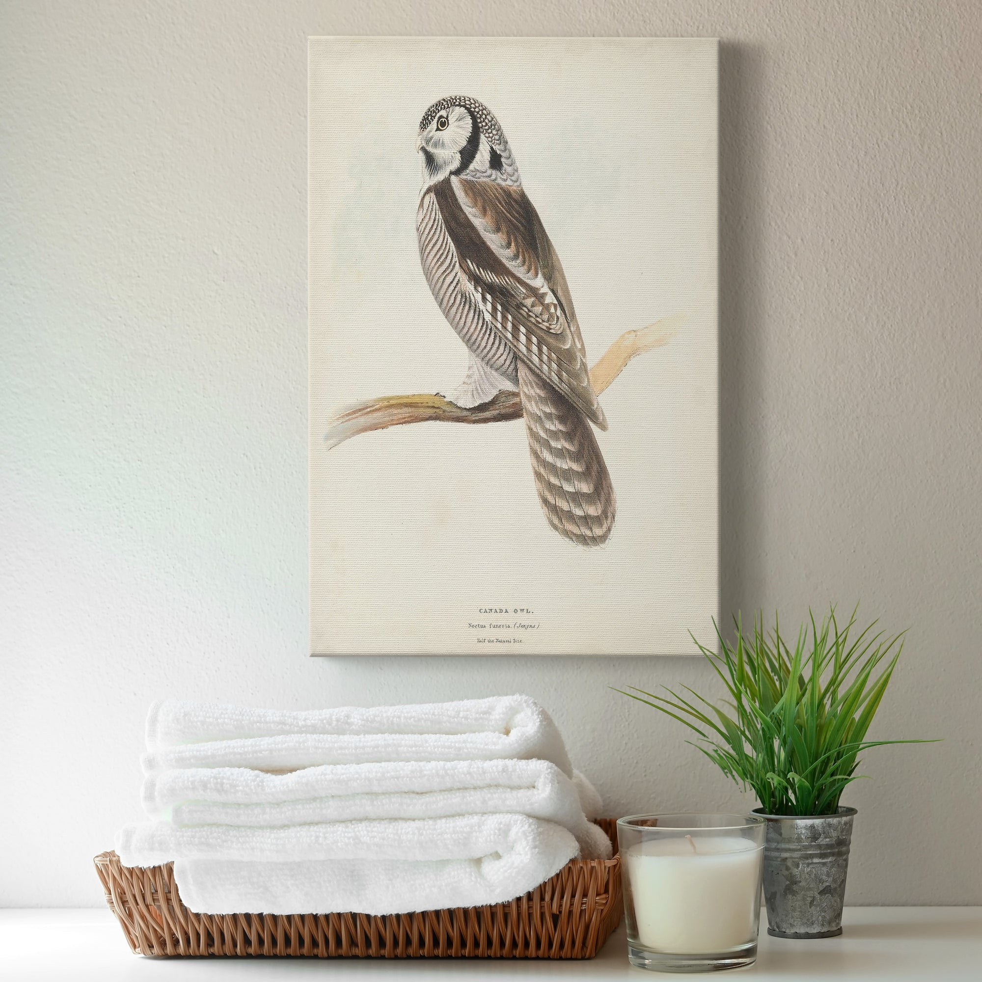 Canada Owl Premium Gallery Wrapped Canvas - Ready to Hang