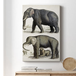 Journal of Natural History IV - Canvas Art Print