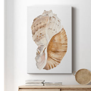 Seashell I - Canvas Art Print