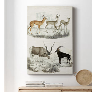 Journal of Natural History VIII - Canvas Art Print