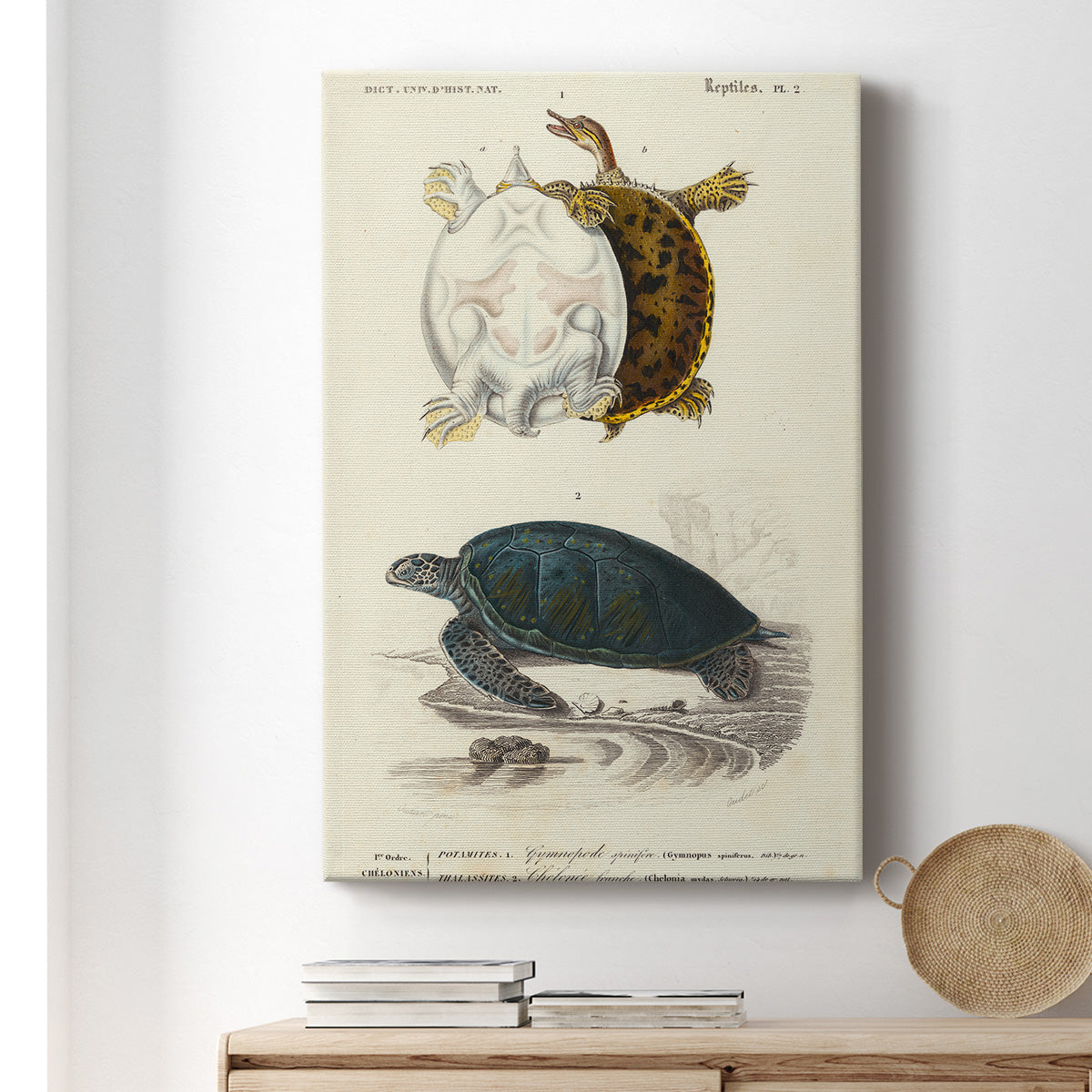 Antique Turtle Duo I Premium Gallery Wrapped Canvas - Ready to Hang