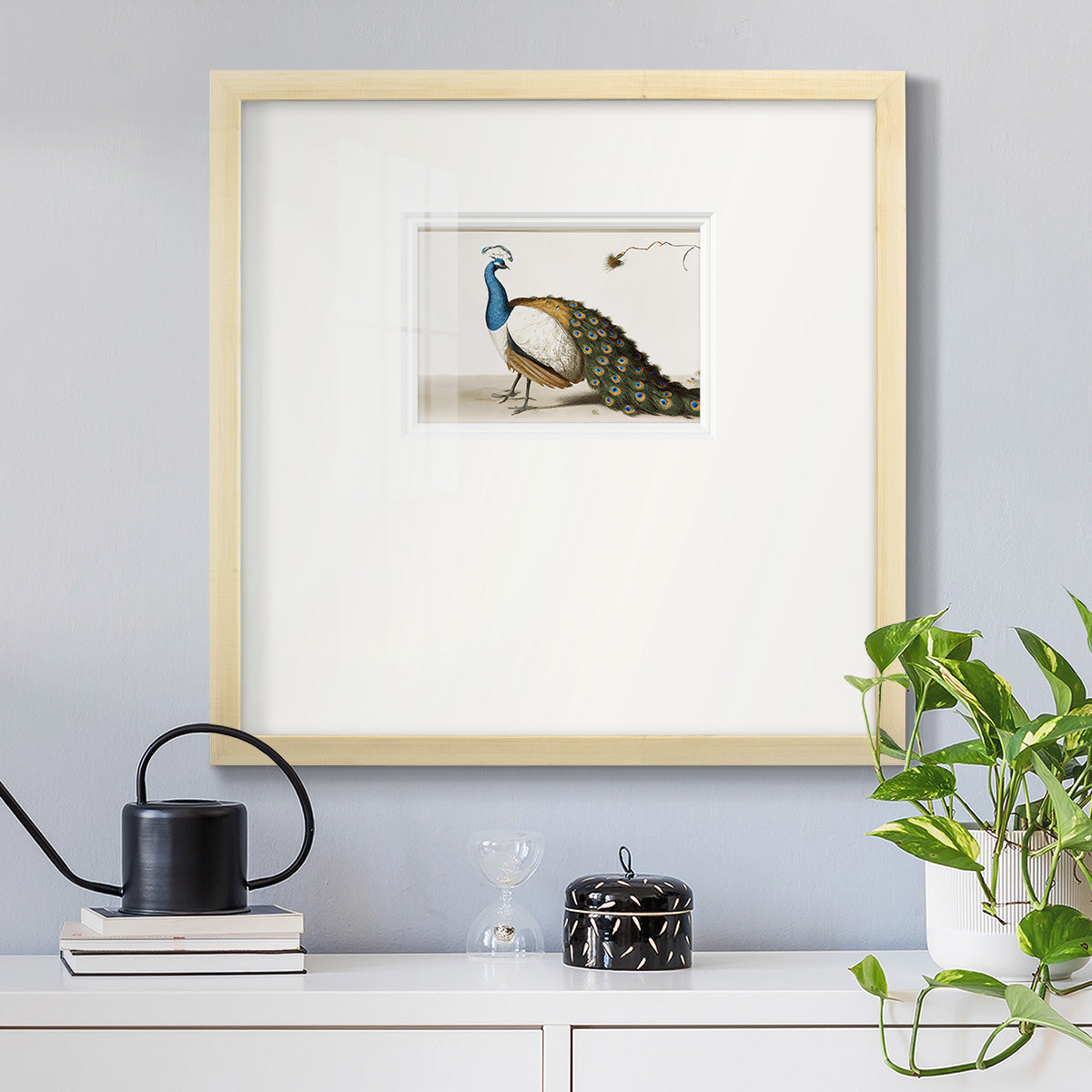 Standing Peacock Premium Framed Print Double Matboard
