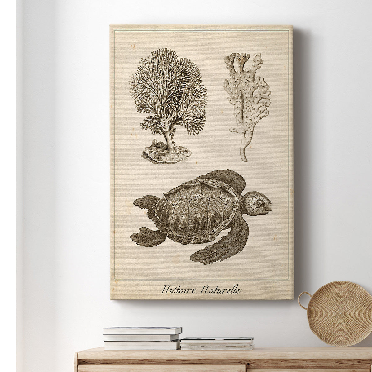 Sea Turtle Study I Premium Gallery Wrapped Canvas - Ready to Hang