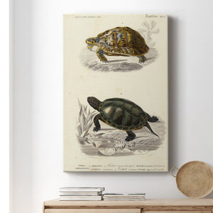 Antique Turtle Duo II Premium Gallery Wrapped Canvas - Ready to Hang