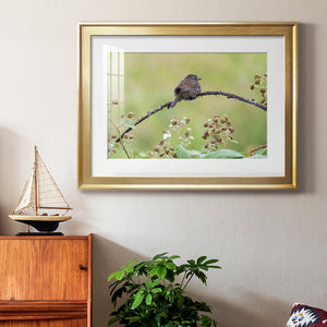 Resting Sparrow - Modern Framed Art Print
