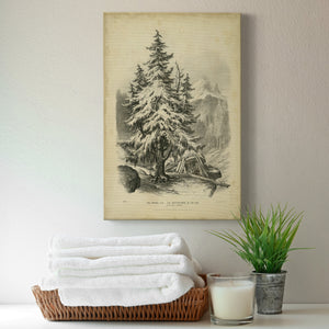 The Spruce - Canvas Art Print