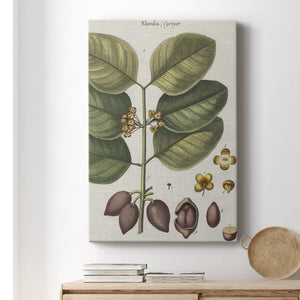 Exotic Botanique II - Canvas Art Print