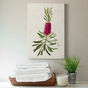 Pretty Pink Botanicals VII Premium Gallery Wrapped Canvas - Ready to Hang