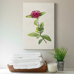 Pretty Pink Botanicals II Premium Gallery Wrapped Canvas - Ready to Hang