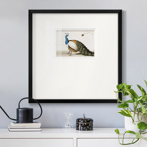 Standing Peacock Premium Framed Print Double Matboard