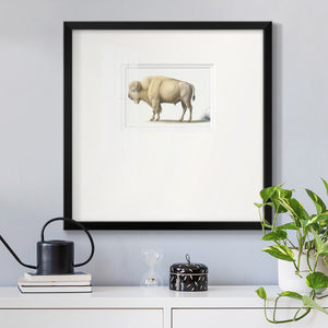 White Buffalo Premium Framed Print Double Matboard