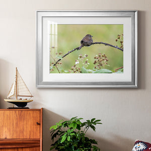 Resting Sparrow - Modern Framed Art Print