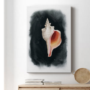 Conch on Black II - Canvas Art Print