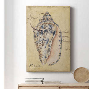 Seashell Ephemera I - Canvas Art Print