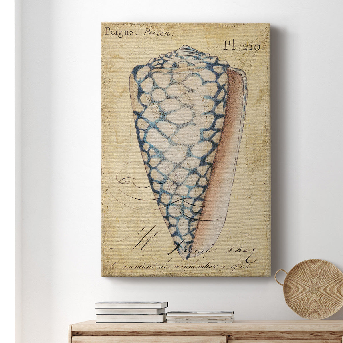 Seashell Ephemera IV Premium Gallery Wrapped Canvas - Ready to Hang