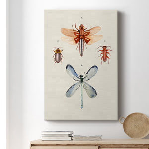 Insect Varieties IV - Canvas Art Print